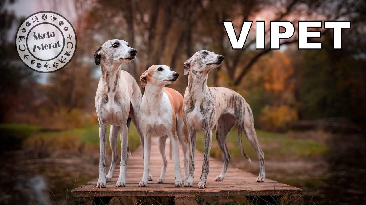 Škola Zvierat - Vipet