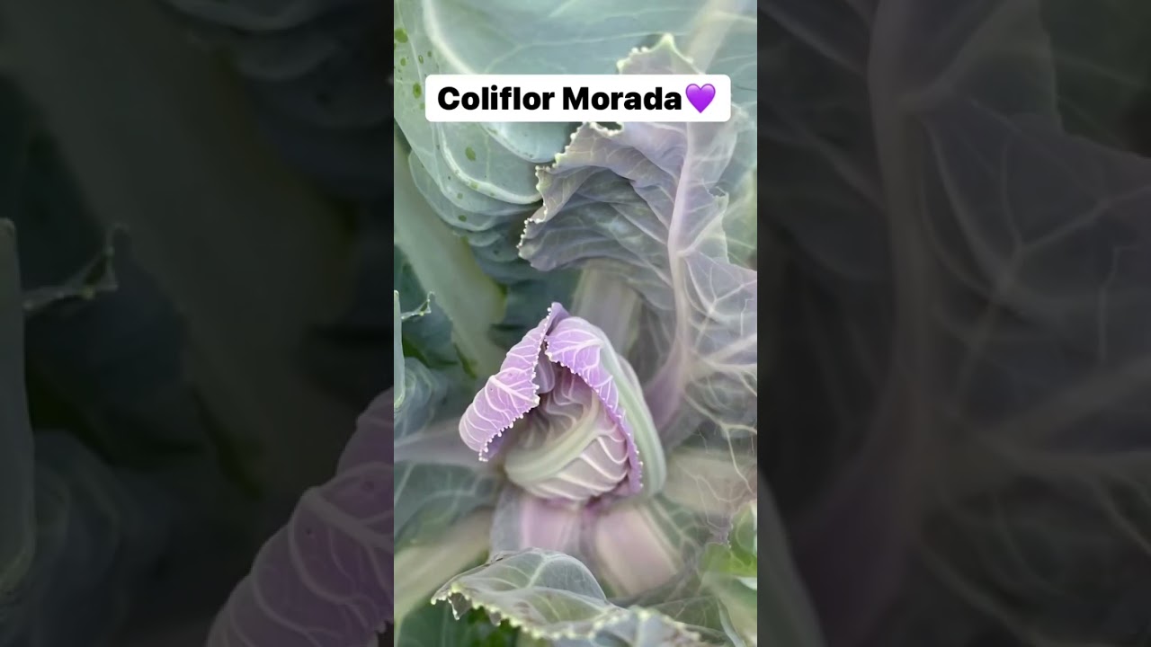 Coliflor Morado☺️😋💜