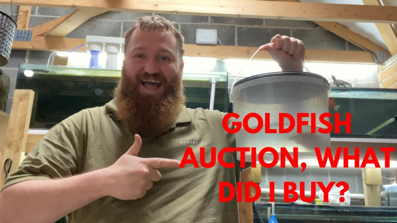 Goldfish Auction Unboxing!