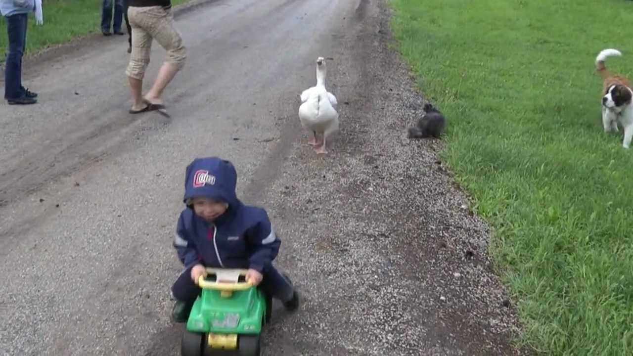 Angry Goose v 2 yr old child    and his dog and cat   HILARIOUS