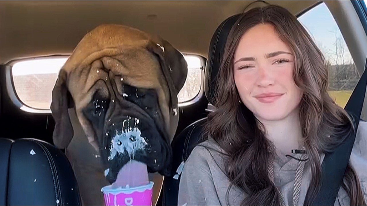 200lb Mastiff REFUSES to Let Her Drive Alone&mdash;Then the Camera Caught Why at 3AM