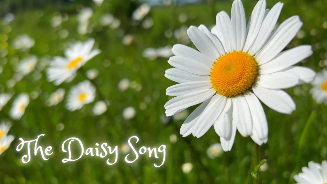 The Daisy Song 🌼| Beautiful Uplifting and Relaxing Music for Joy and Inner Peace