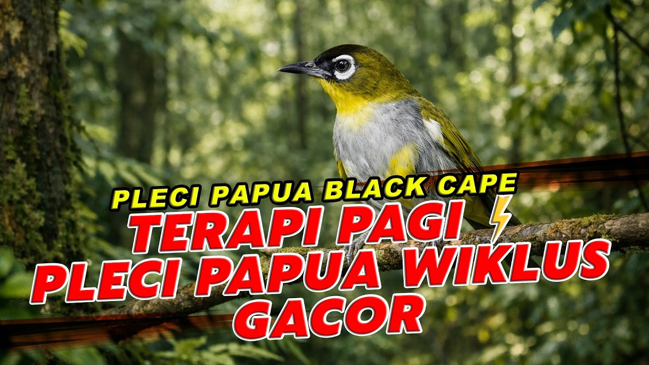 Terapi Pagi Pleci Papua Wiklus – Full Rapet