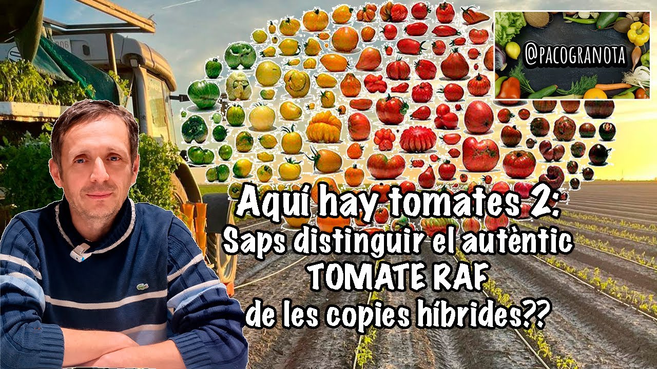 Perquè està tan prostituit el tomata Raf autèntic. Diferències amb les còpies híbrides.