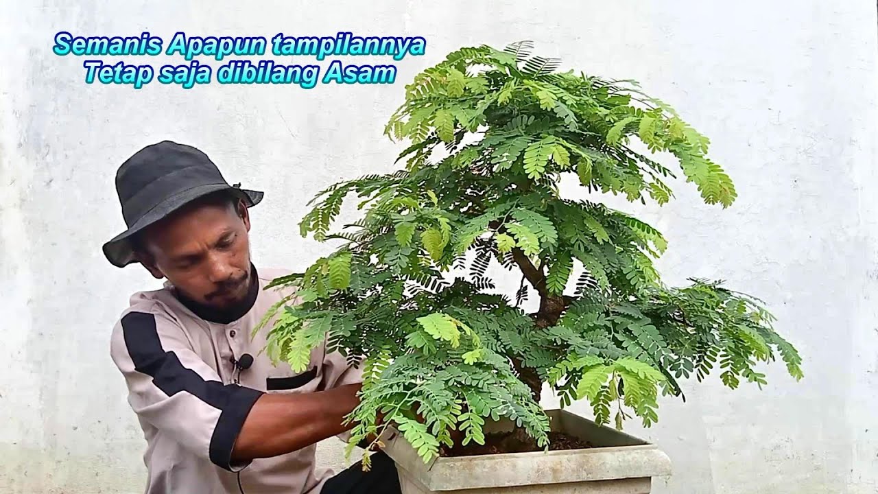 Peforma Bonsai Asam Jawa Terbaik setelah ganti media Tanam | Bonsai Asem Jawa #bonsaiasemjawa