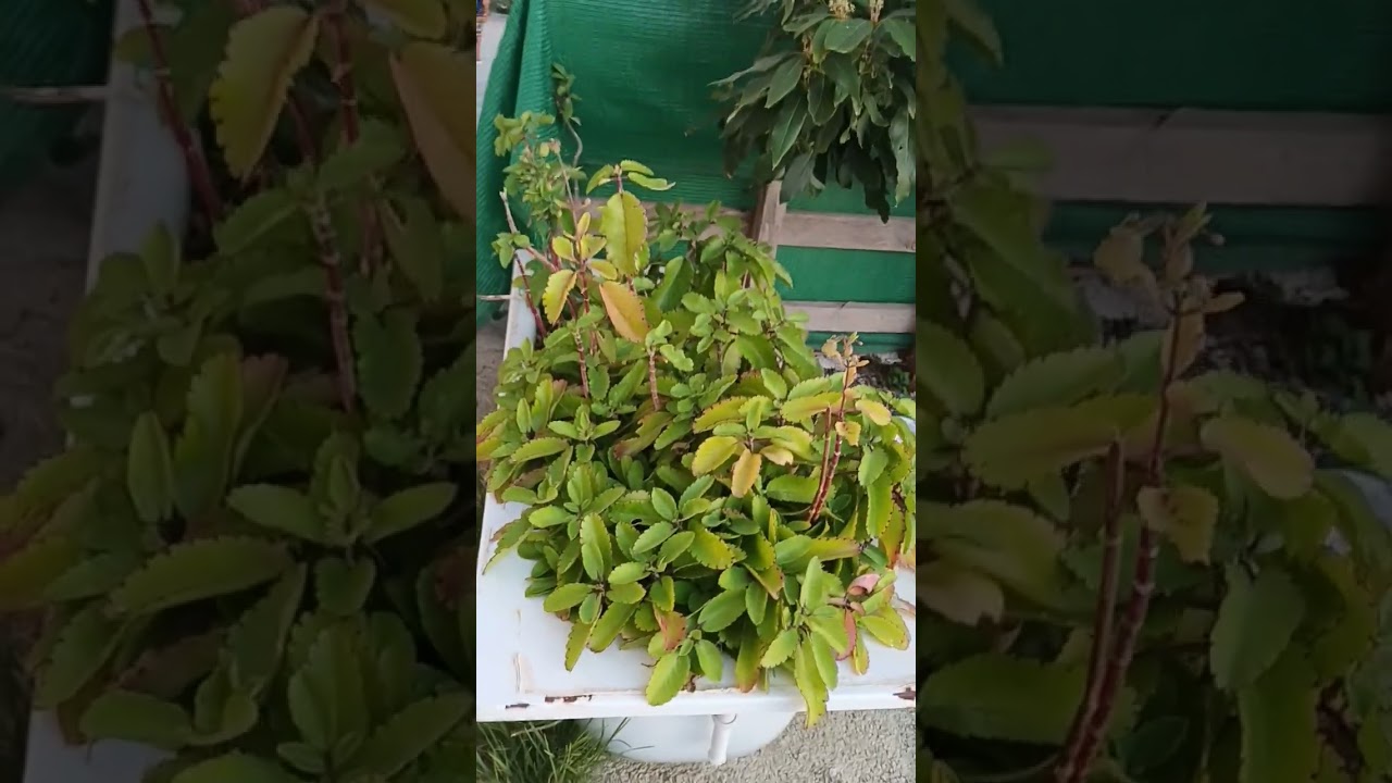 he vuelto a revivir mi huerto mira como esta ahora👏👏