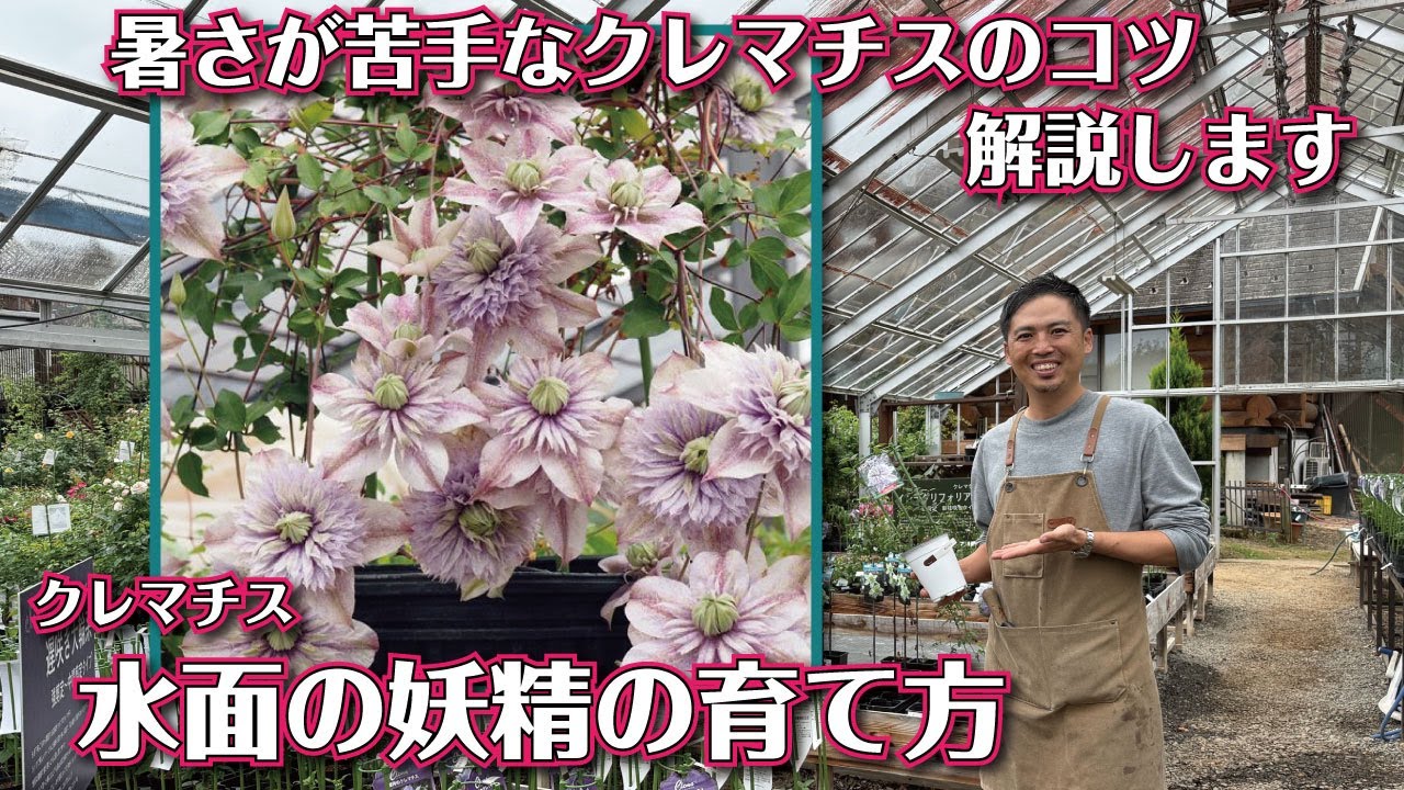 【クレマチス】水面の妖精を枯らさず育てるコツ