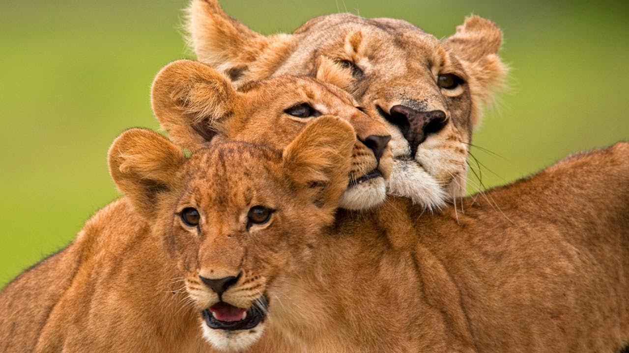 Return of the Lion | NatGeo Wild - national geographic channel