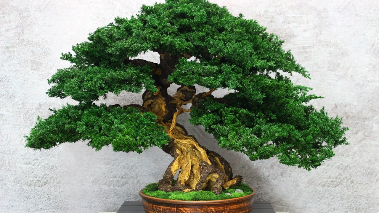Preserved Bonsai tree made from preserved juniper and moss. 20,07