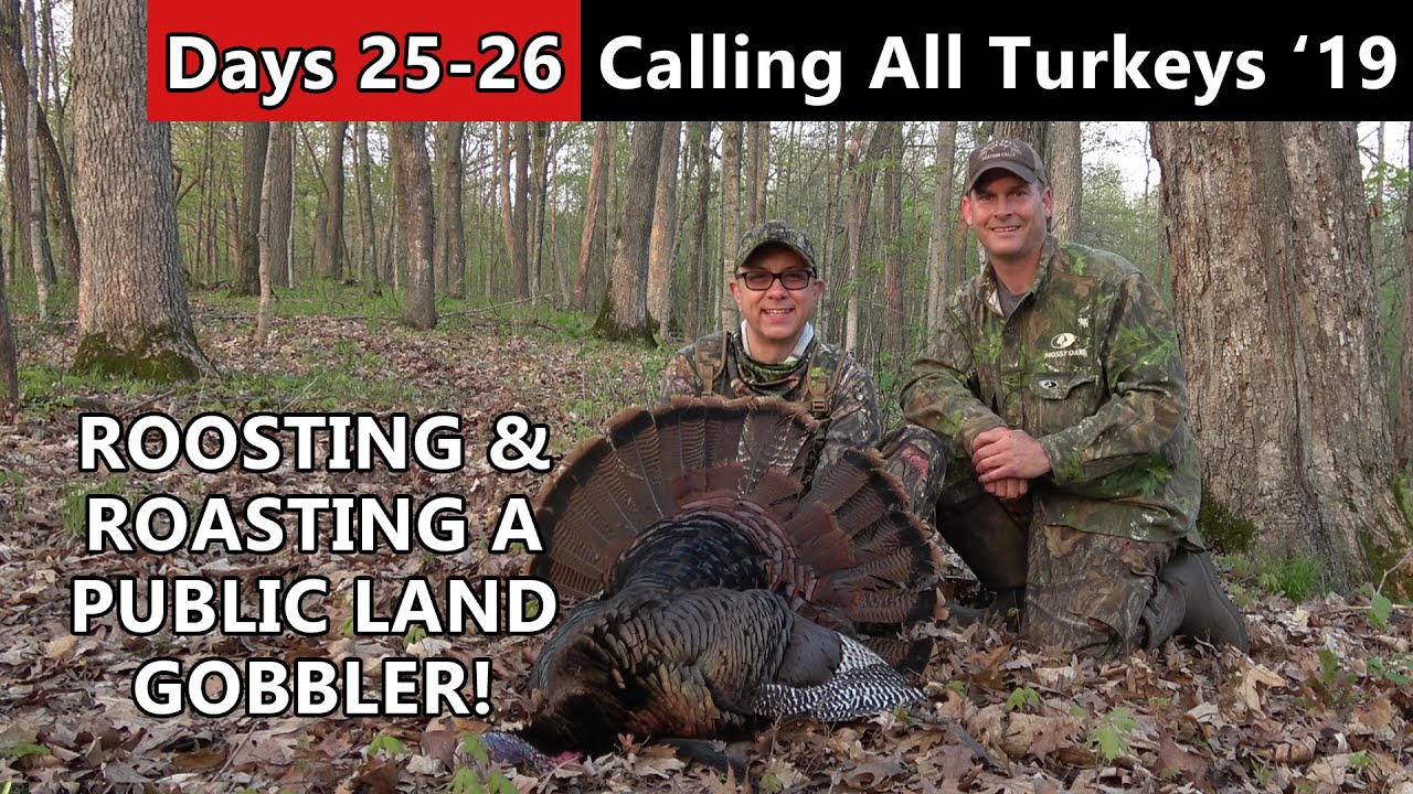 How To Roost & Roast A Public Land Gobbler - Calling All Turkeys