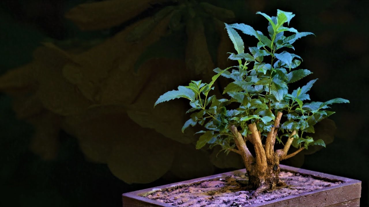 Bonsai de Ipê-de-jardim (tecoma stans) vídeo 1