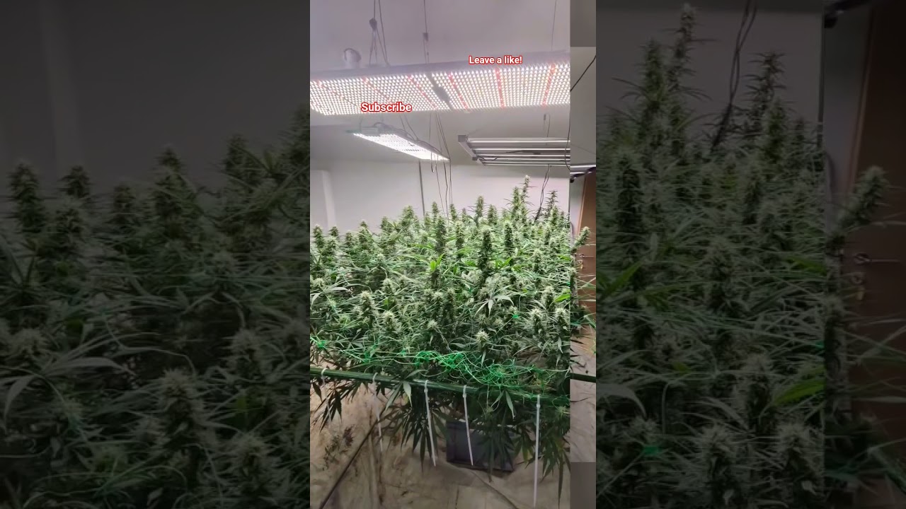 COMMUNITY WEED GROW GROWER JAMONI STRAIN DESFRAN FEM BY DUTCH PASSION 1PLANT 4POUNDS
