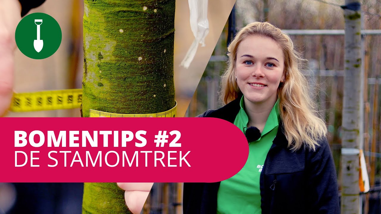 BOMENTIPS #2 | De stamomtrek