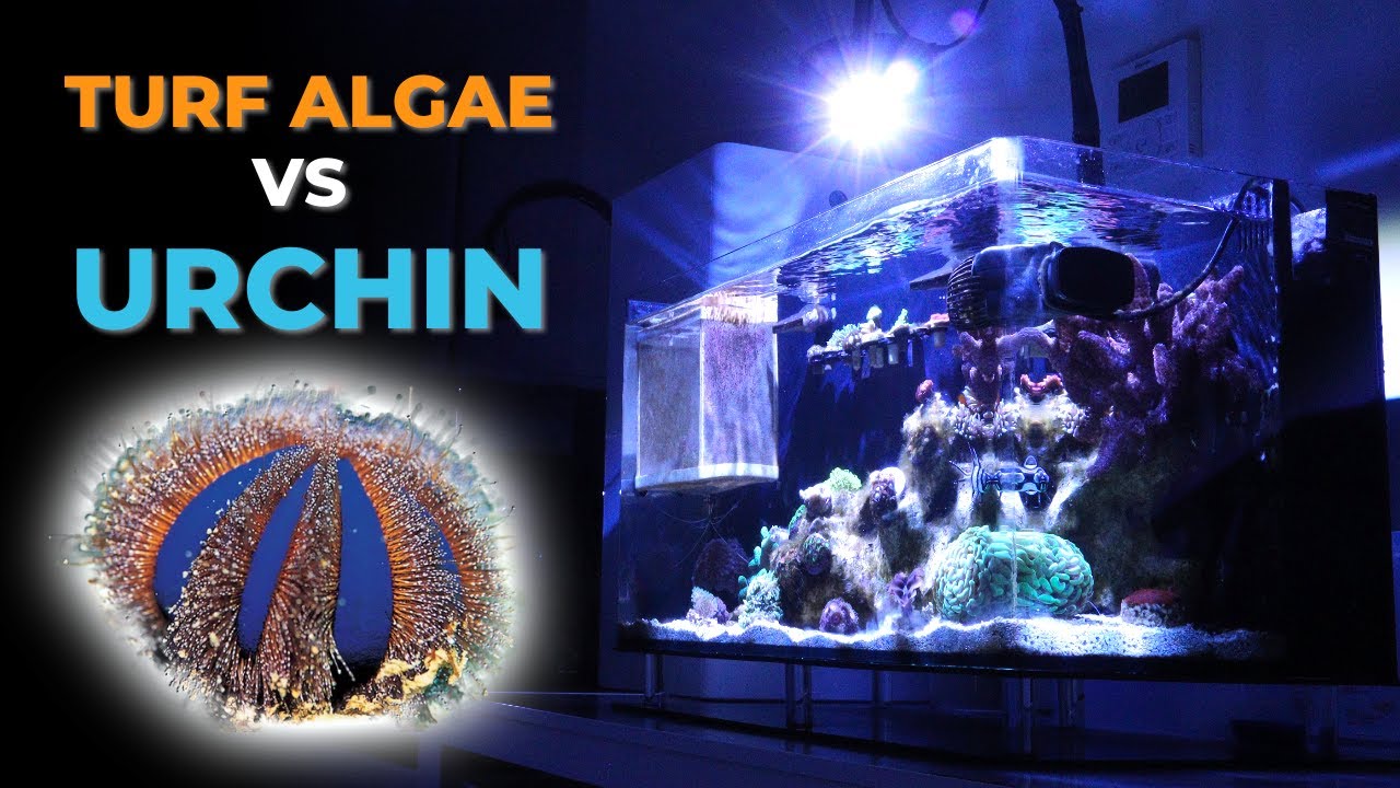 Introducing Blue Tuxedo Urchin to fight against Turf Algae | Blue Reef Tank