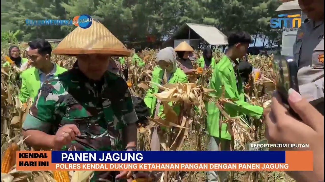 Panen Jagung, Polres Kendal Dukung Ketahanan Pangan