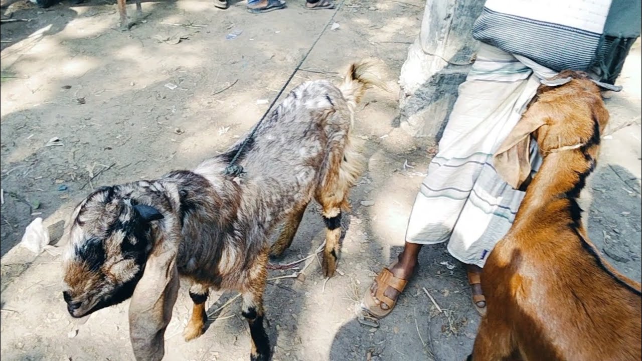 11/02/2026 মাত্র 17 হাজার টাকা তোতা পুরি ছাগল,,,,