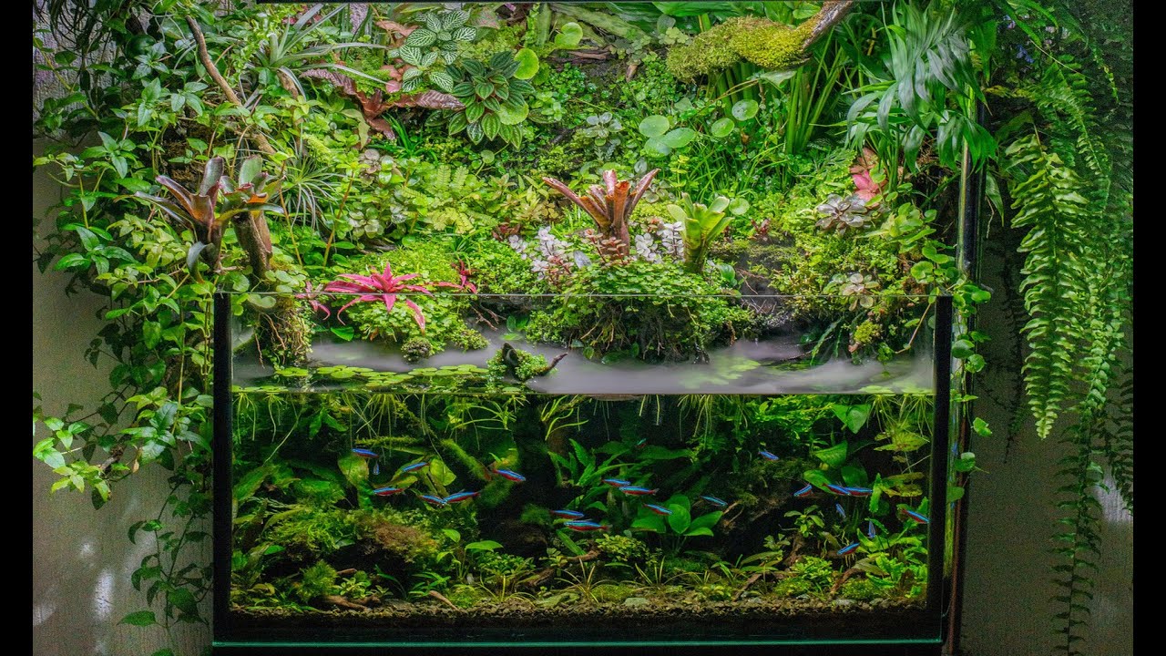 Обзор на Палюдариум. 4K  Aquascape Paludarium.#aquascape #paludarium #4k