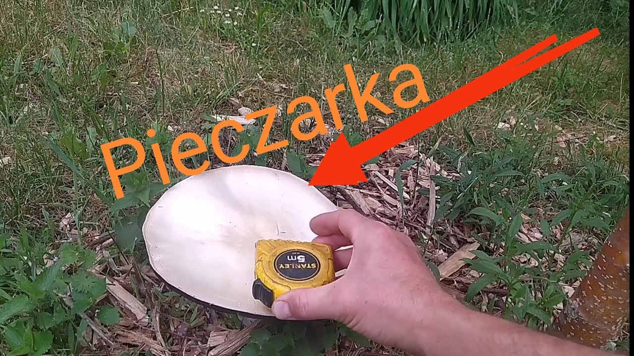 olbrzymia pieczarka łąkowa, polna, dzika pieczarka z mojego podw&oacute;rka