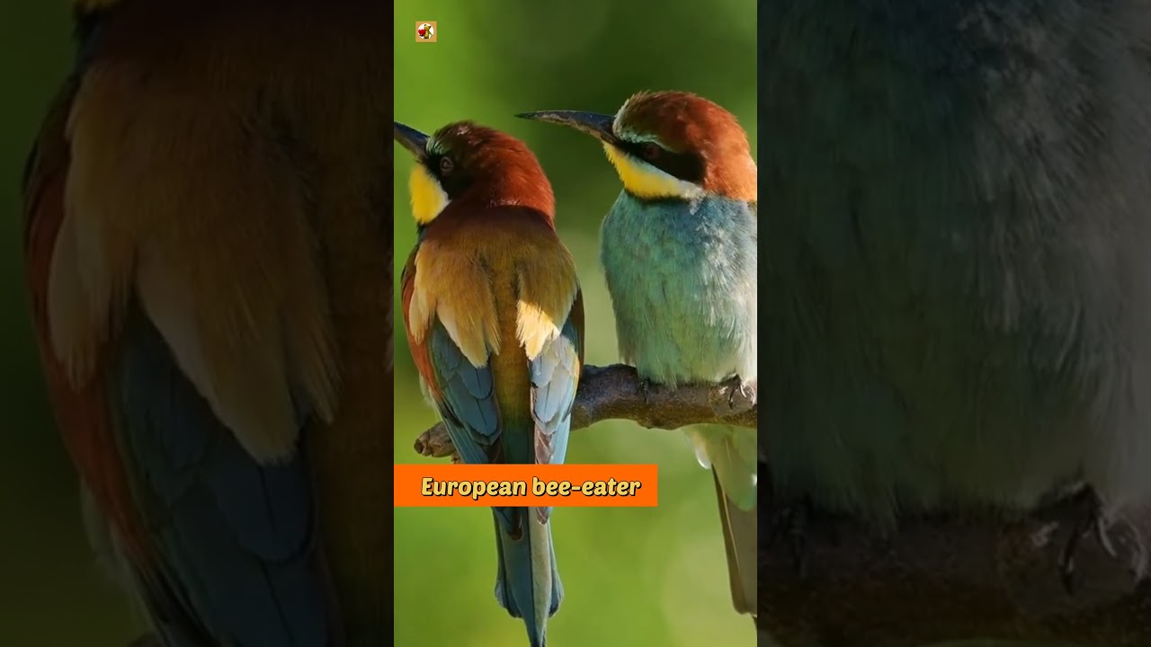 European bee-eater bird sound