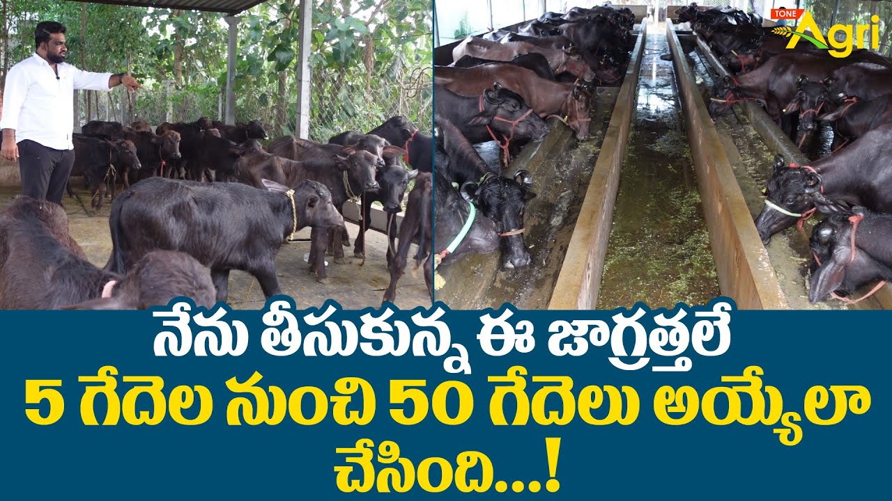 Successful Buffalo Dairy Farming Tips | ఈ జాగ్రత్తలే 5గేదెల నుంచి 50గేదెలు అయ్యేలా చేసింది Tone Agri