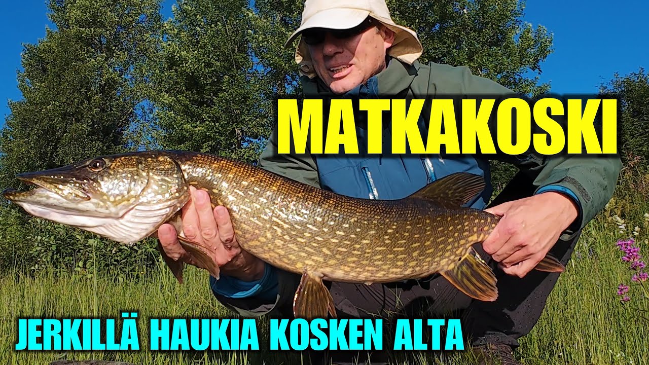 MATKAKOSKI JA YLÄSUORAN HAUET (4K) - Koko rannan haukipaikat opeteltu kesän aikana ( Tornionjoki )