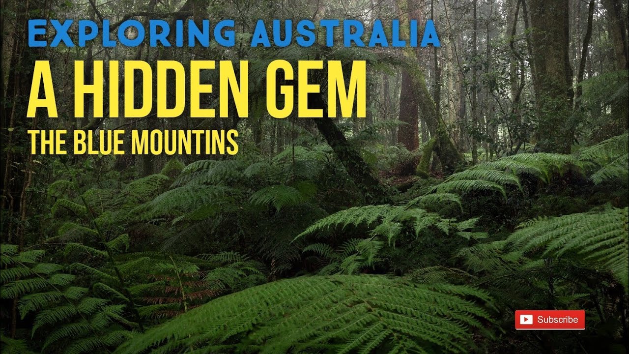 A blue mountains rainforest 
