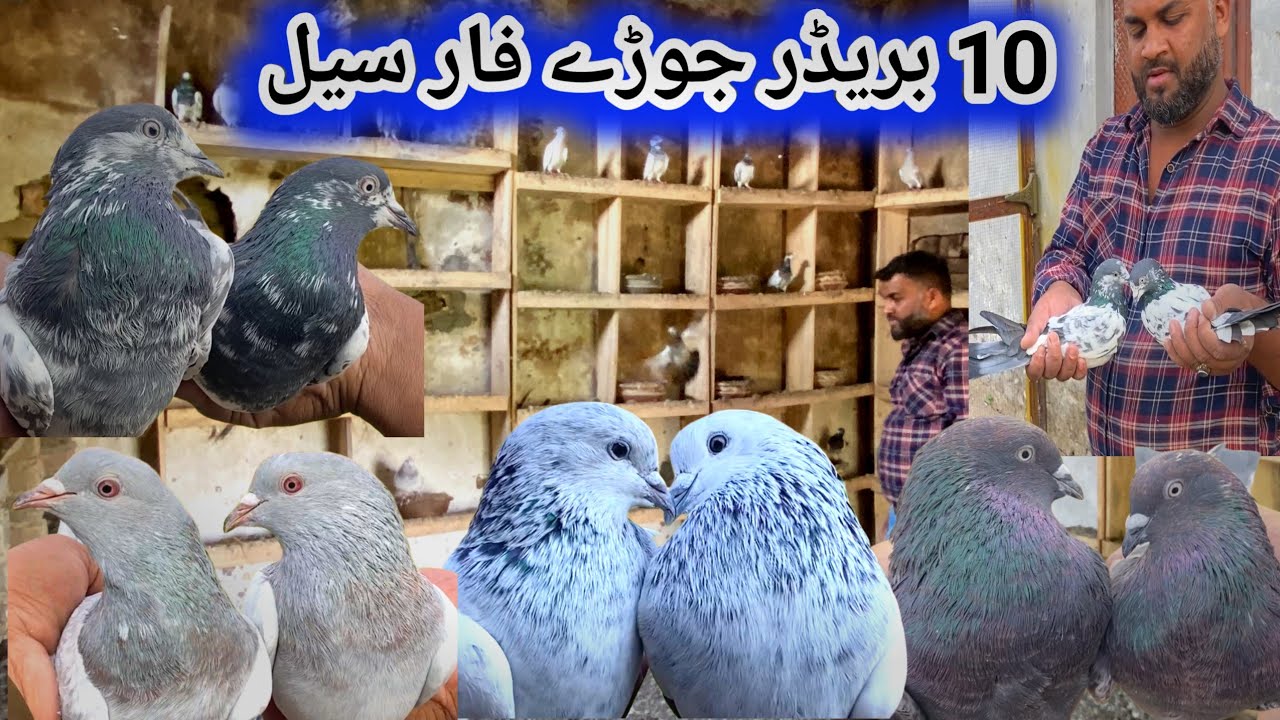 10 Main Breeders Pairs For sale | Puri Chaat For Sale  27/11/2025