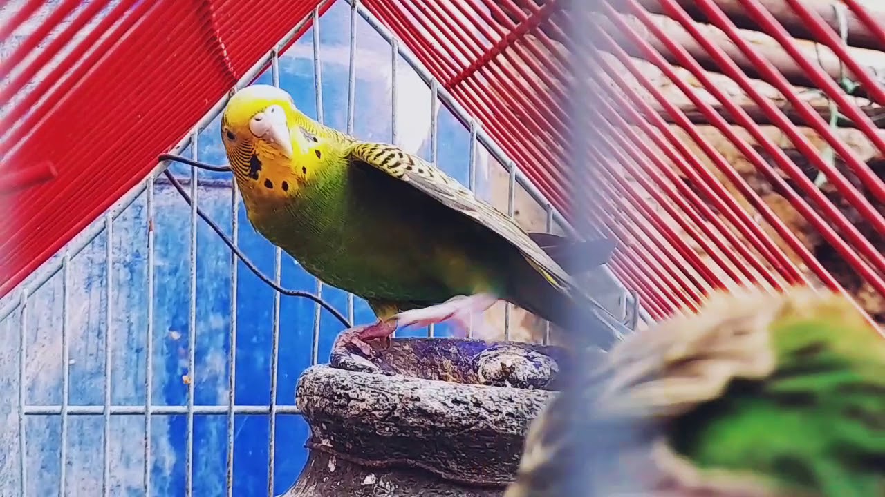 Birds_lover