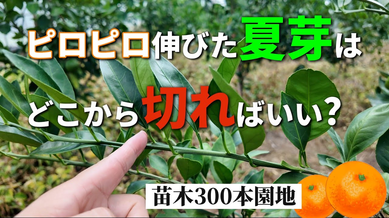 【9月上旬】みかん苗木の夏芽切り返し剪定！と、この時期の管理方法