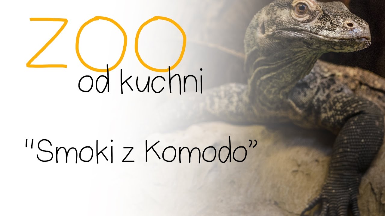 ZOO od kuchni odc 12 Smoki z Komodo
