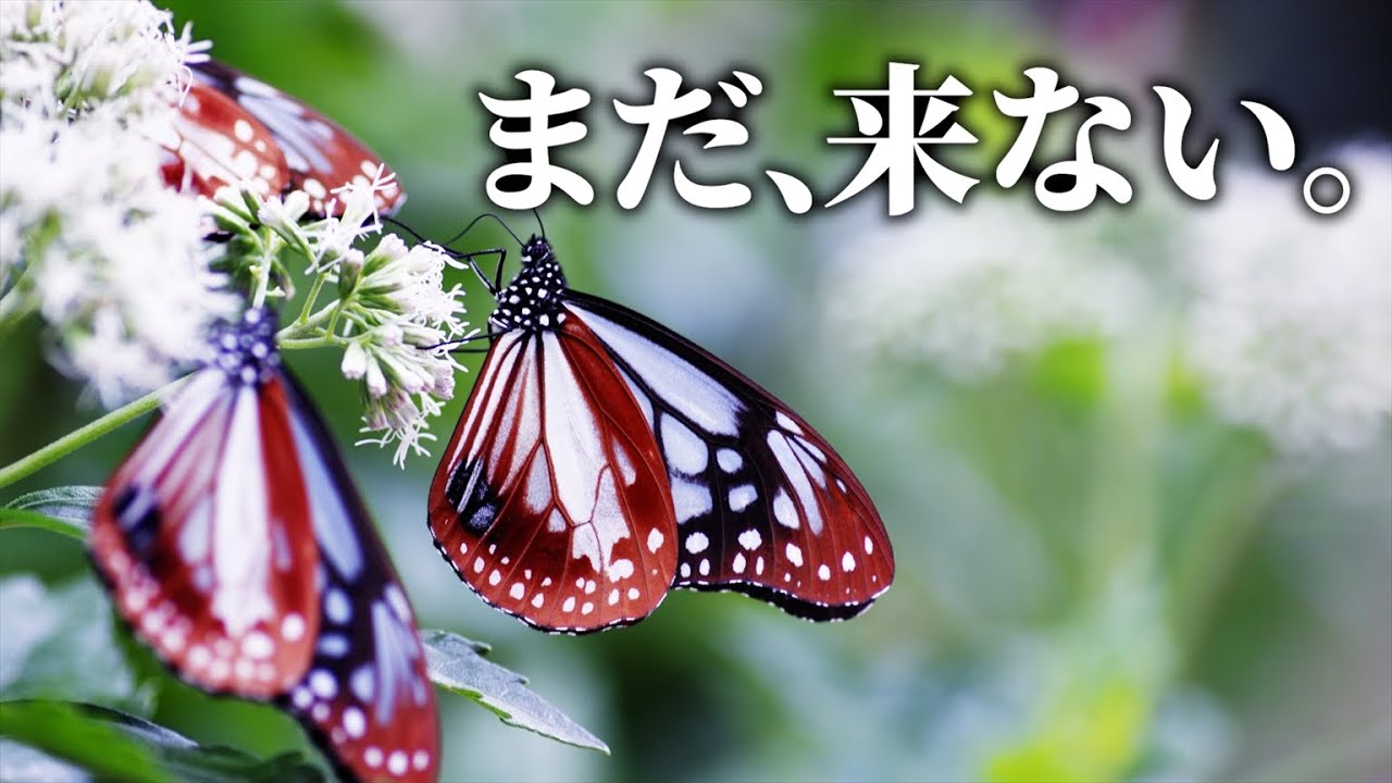 まだ来ない｜待つビオトープとアサギマダラ