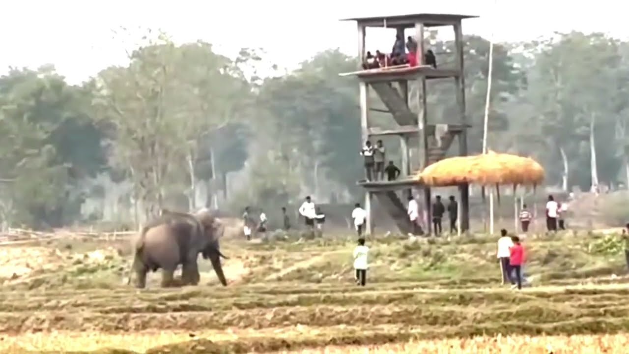 Angry Big Wild Elephants attack the people