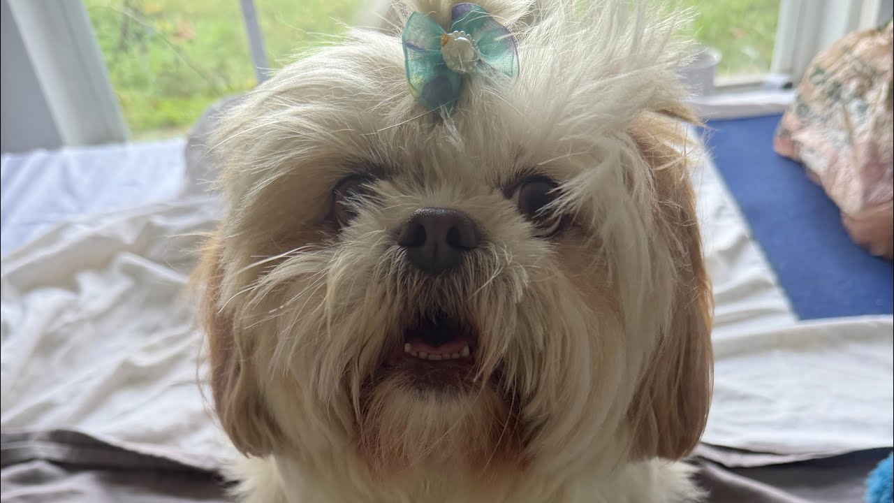 Princess Chic Furbaby Coco Morning Routine 