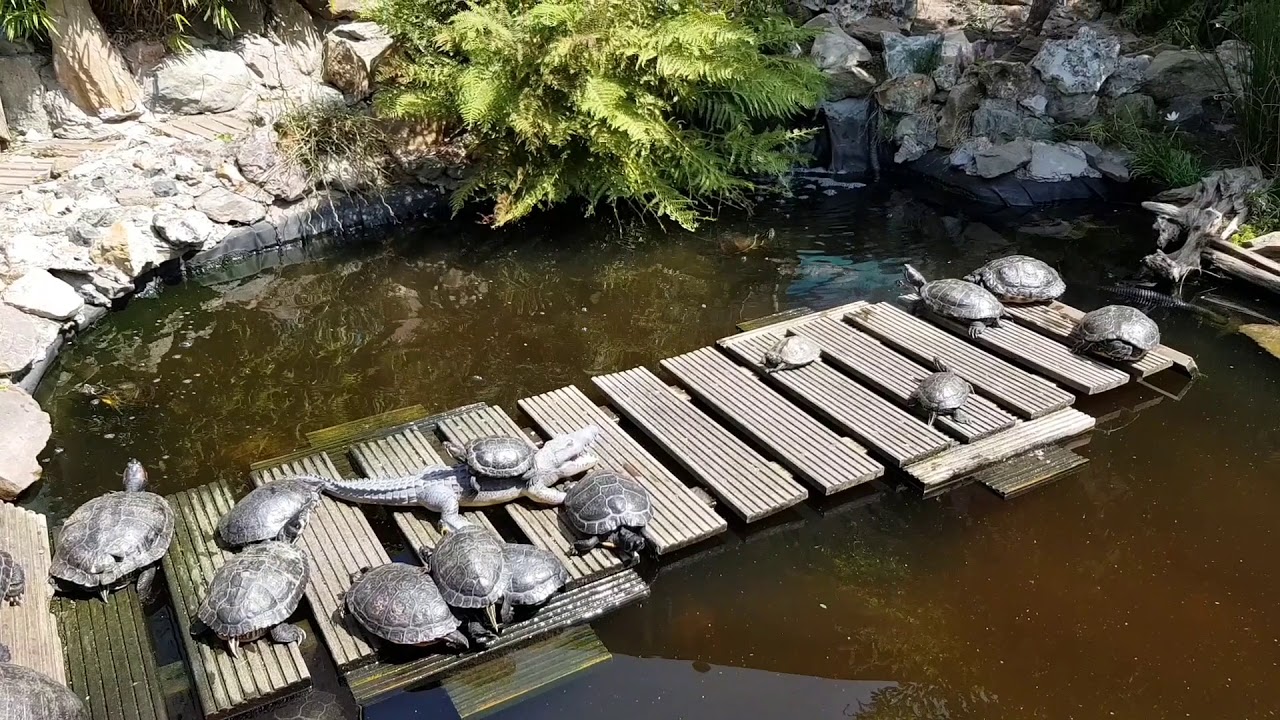 De waterschildpadden