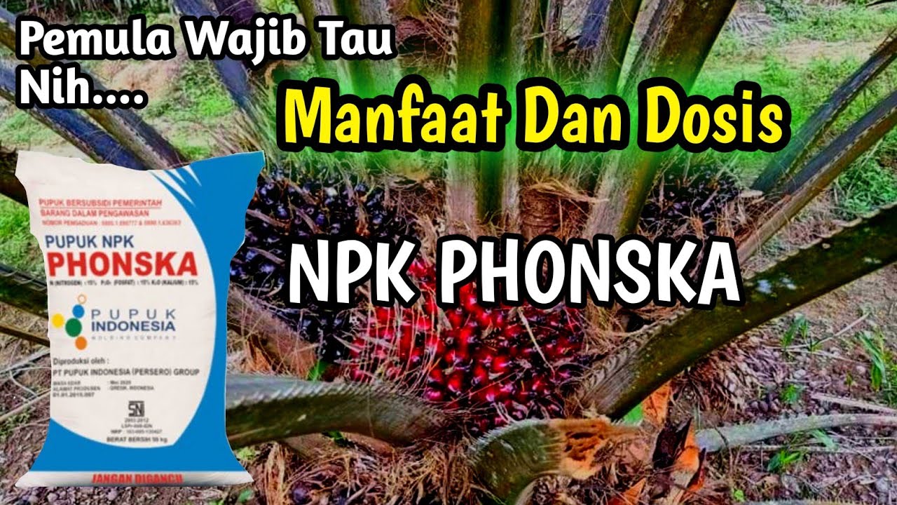 Manfaat Dan Dosis || NPK Phonska Untuk Kelapa Sawit