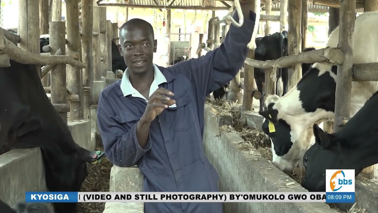Yiga okulunda ente z'amata okw'omulembe oyoole omudidi ogobe obwavu #Kyosiga