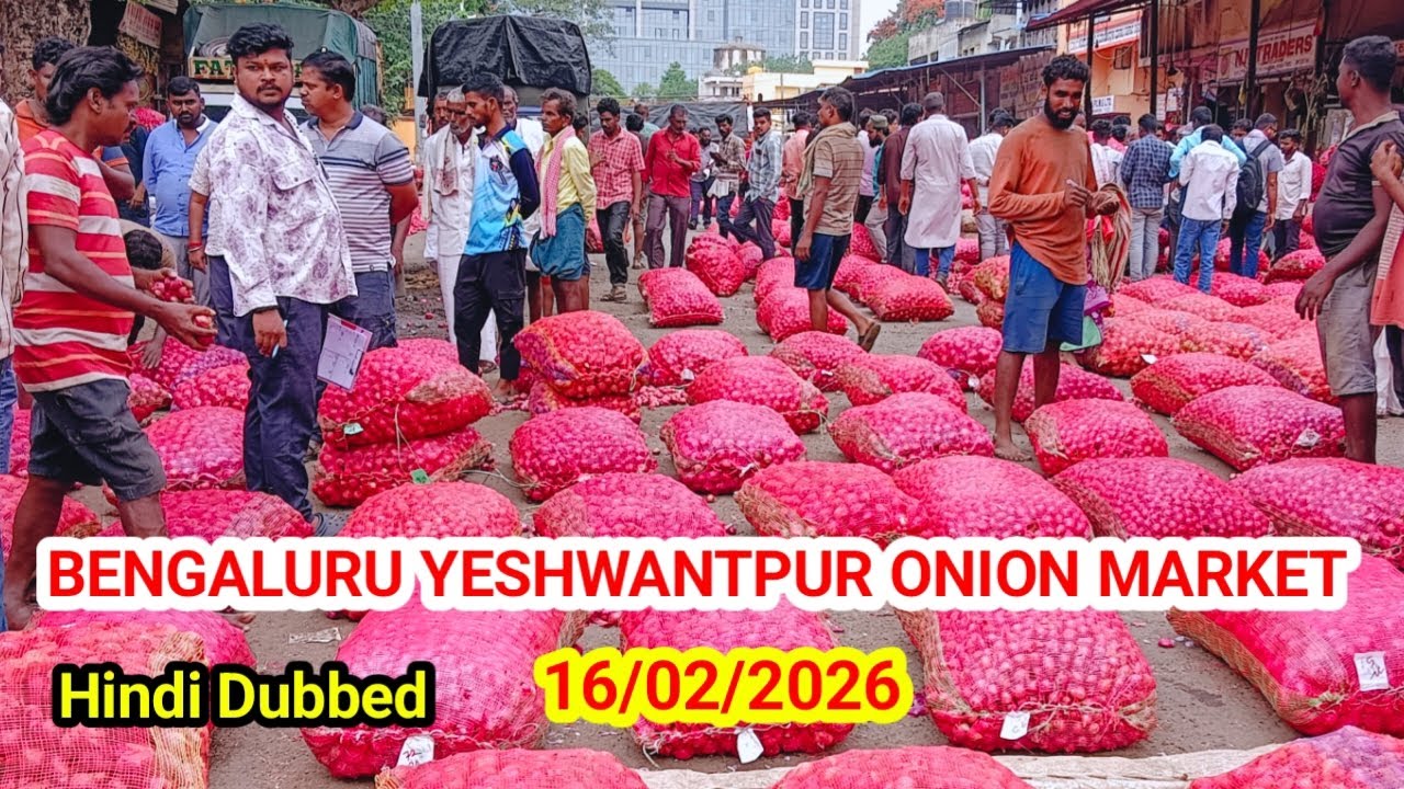 Bengaluru Yashwantpur Mandi Today Arrival: 50,426 Bags Update onion rate 