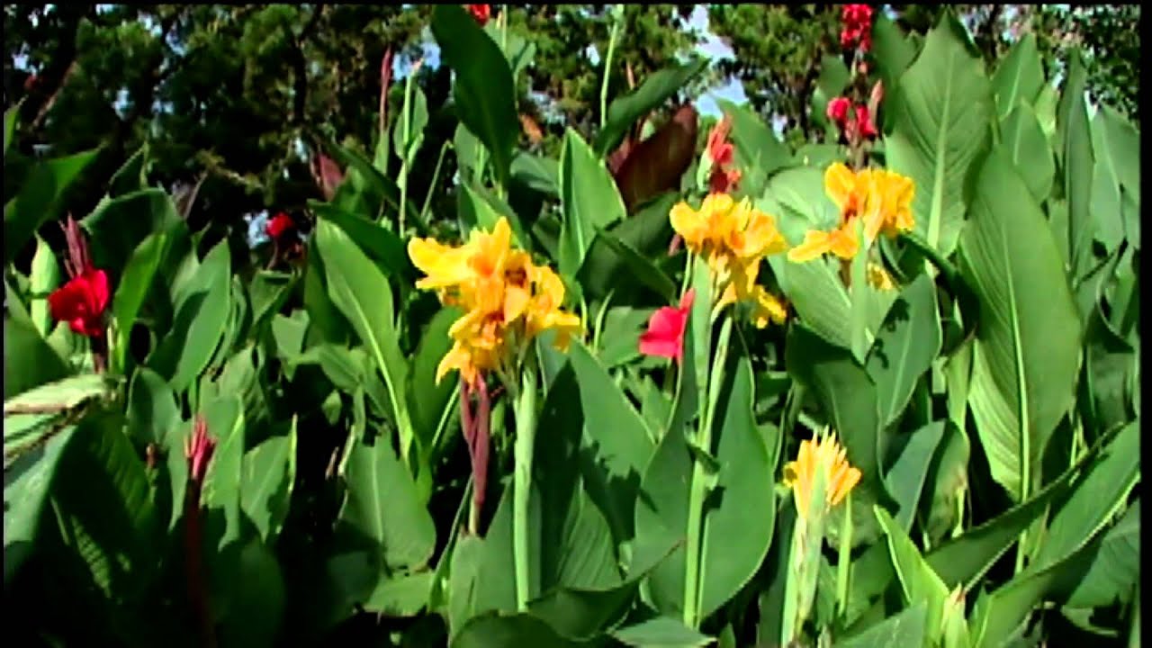 Cannas at the Studio Garden