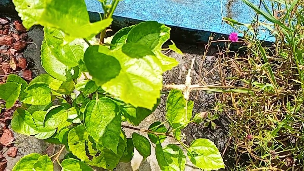 🌺 “Petals in Motion: Time-Lapse Flower Blooming”