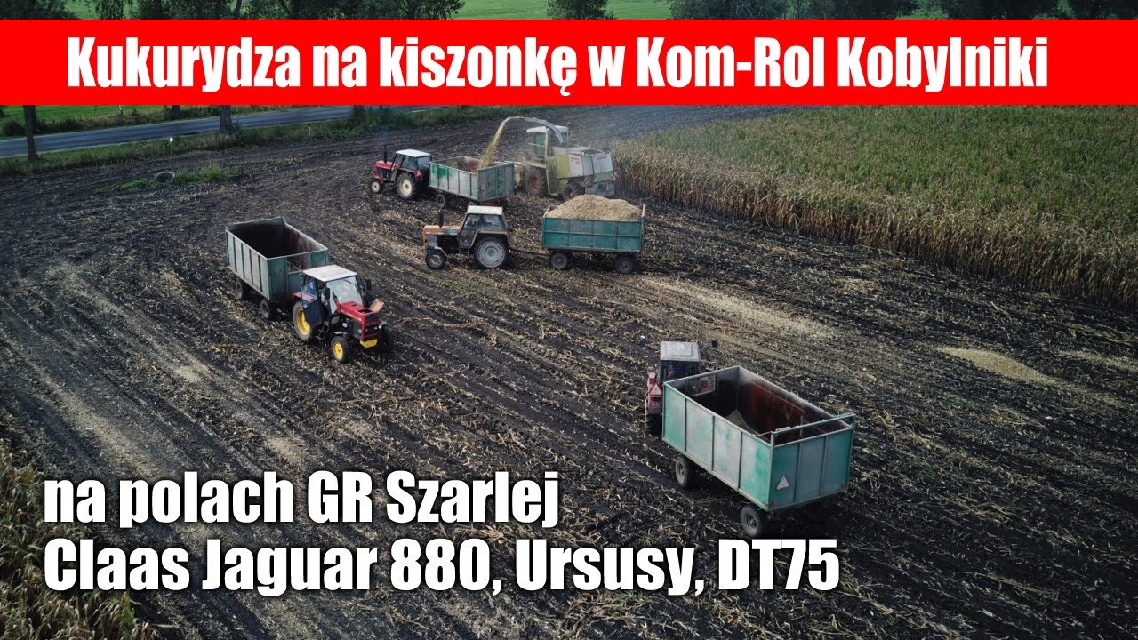 Kukurydza na kiszonkę w Kom-Rol Kobylniki. Claas Jaguar 880, Ursusy, 2 x DT75 w GR Szarlej