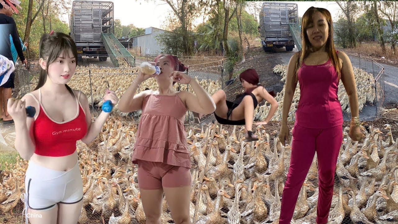Full video: footage of ducks being transported by truck through a rice field.
