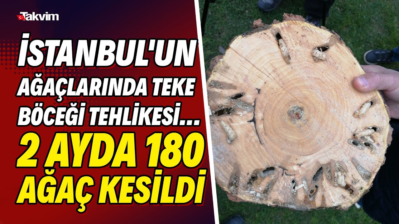 İstanbul'un ağaçlarında teke böceği tehlikesi... 2 ayda 180 ağaç kesildi