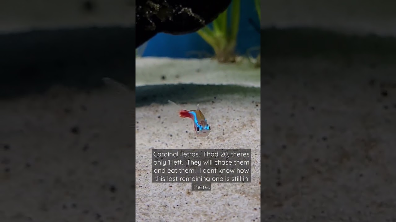 Do NOT put these fish in a discus tank!