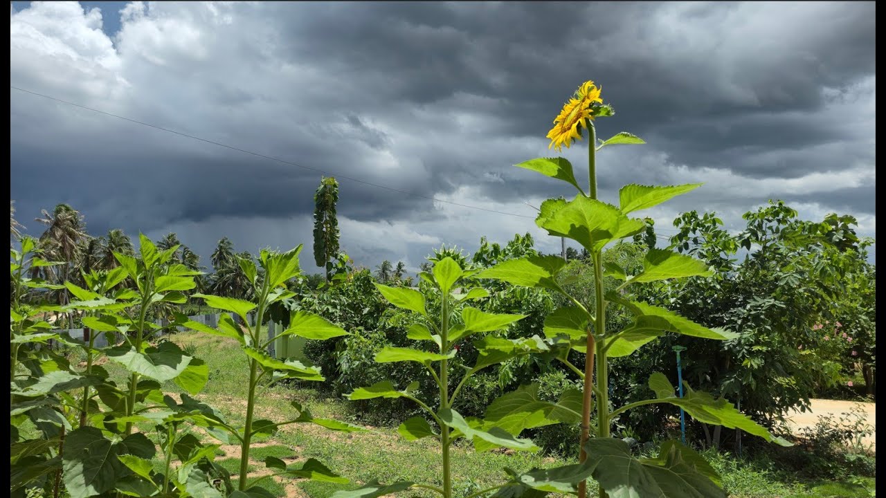 Walk around update of the land, Hua Hin. 6-9-25
