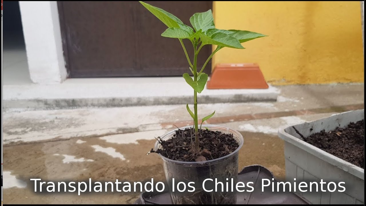 Poda del chile pimiento 02 - Transplantando los Chiles Pimientos
