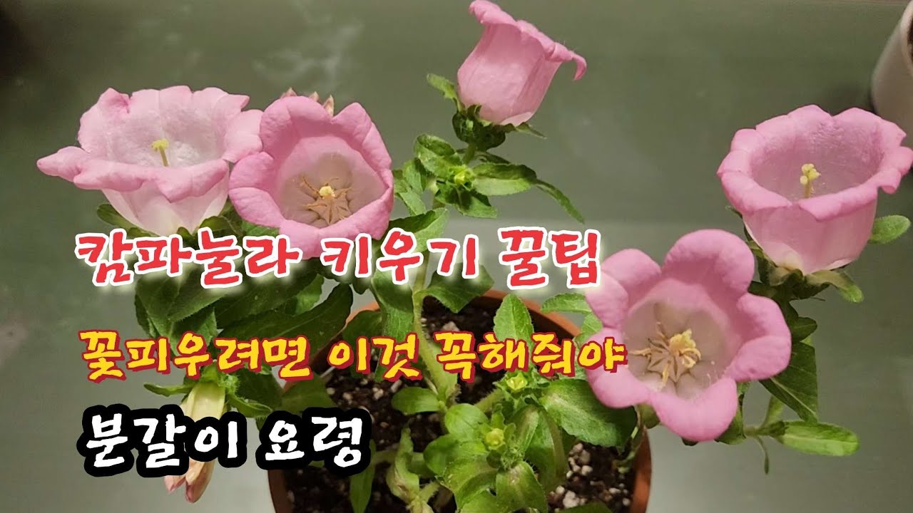 캄파눌라 키우기 & 분갈이 요령 & 꽃피우기 (#캄파눌라 #분갈이 #키우기 #그레이스 #봄꽃 #추천꽃 #초롱꽃  #물주기 #꽃피우기 #월동 #저온처리 #정원 #베란다가드닝 )