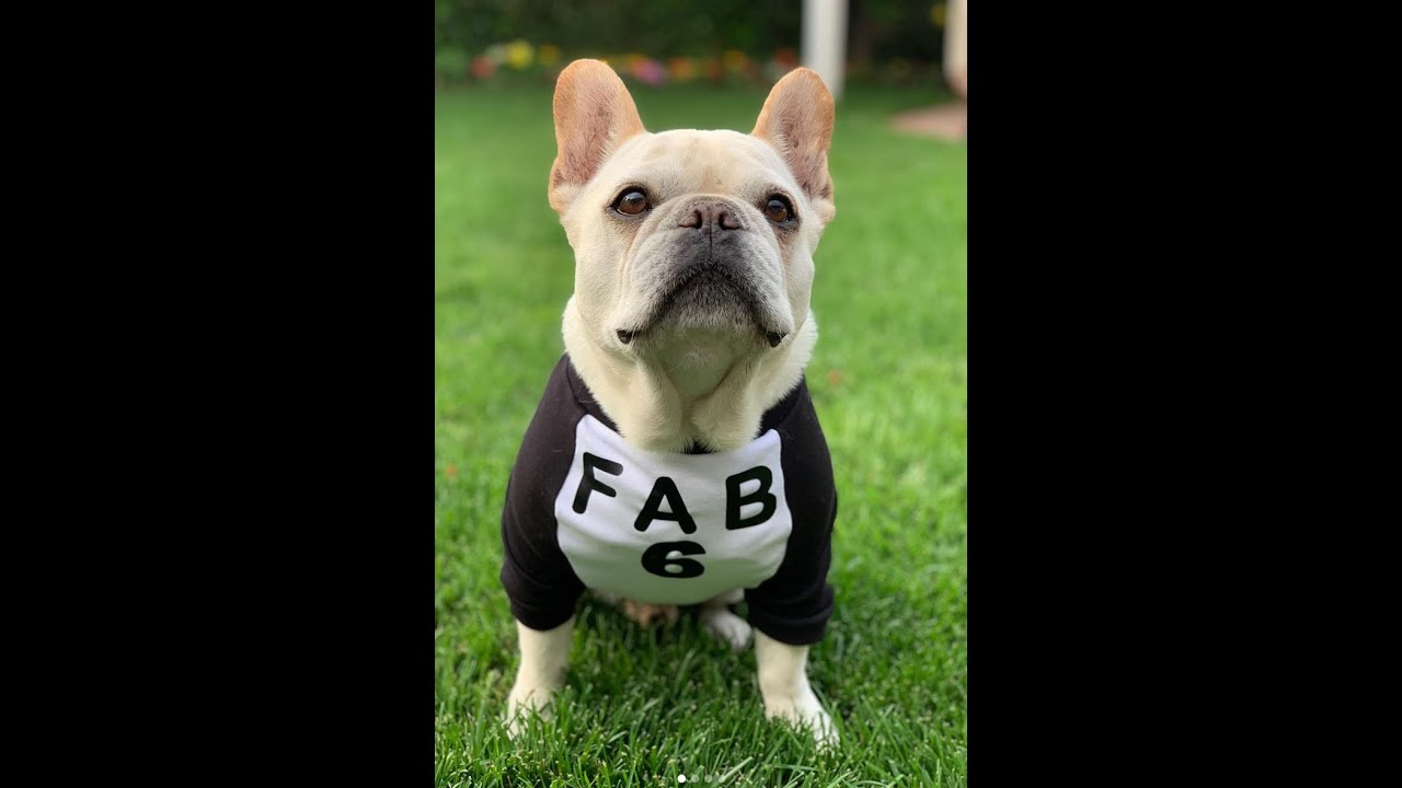 The Pet Psychic: Talking with Bruley, a deceased dog that was a star on Netflix's Queer Eye