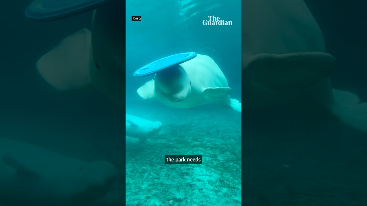 Why Canada's Marineland whales could be euthanised