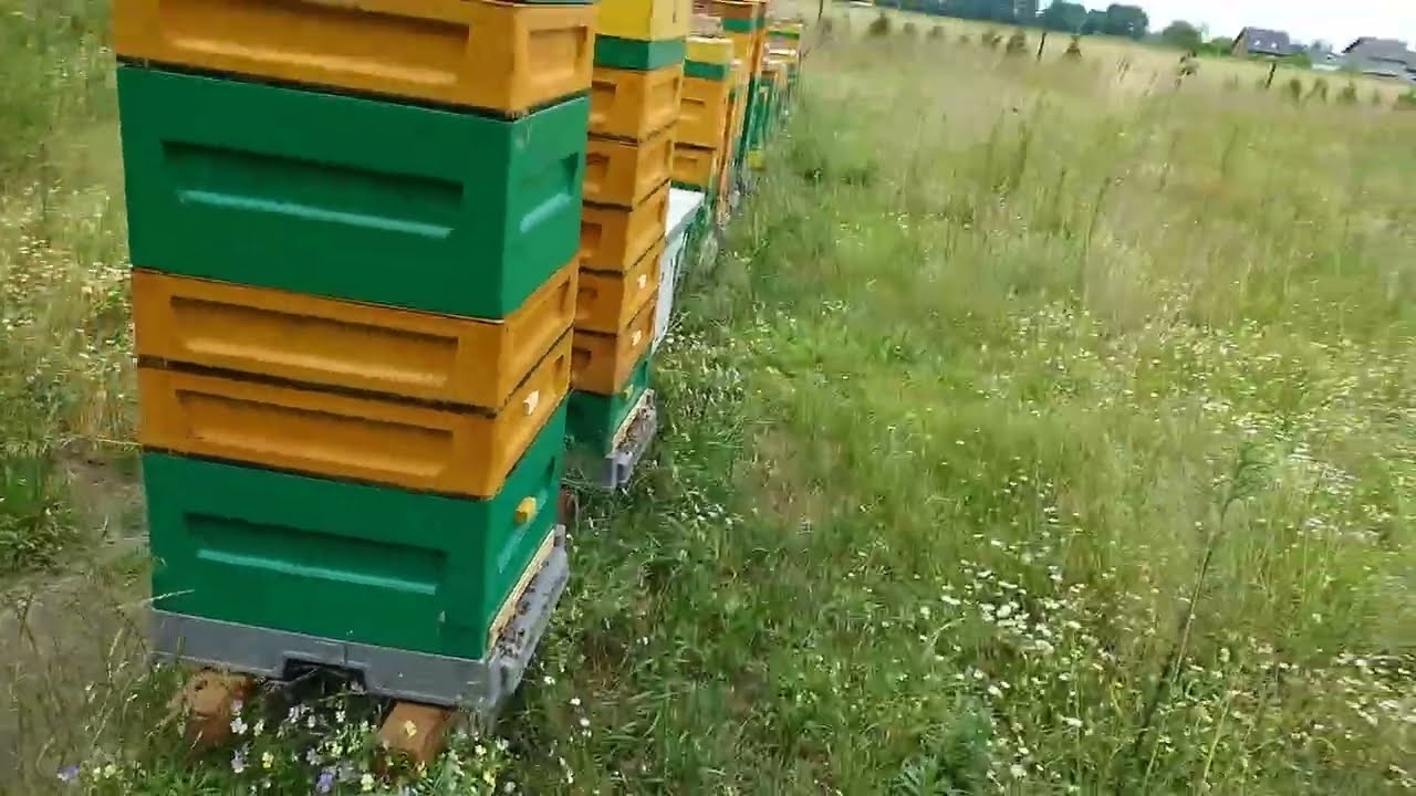 Czytam  i nie wierzę. Odpowiedzi na komentarze.#pasieka #bee #dc