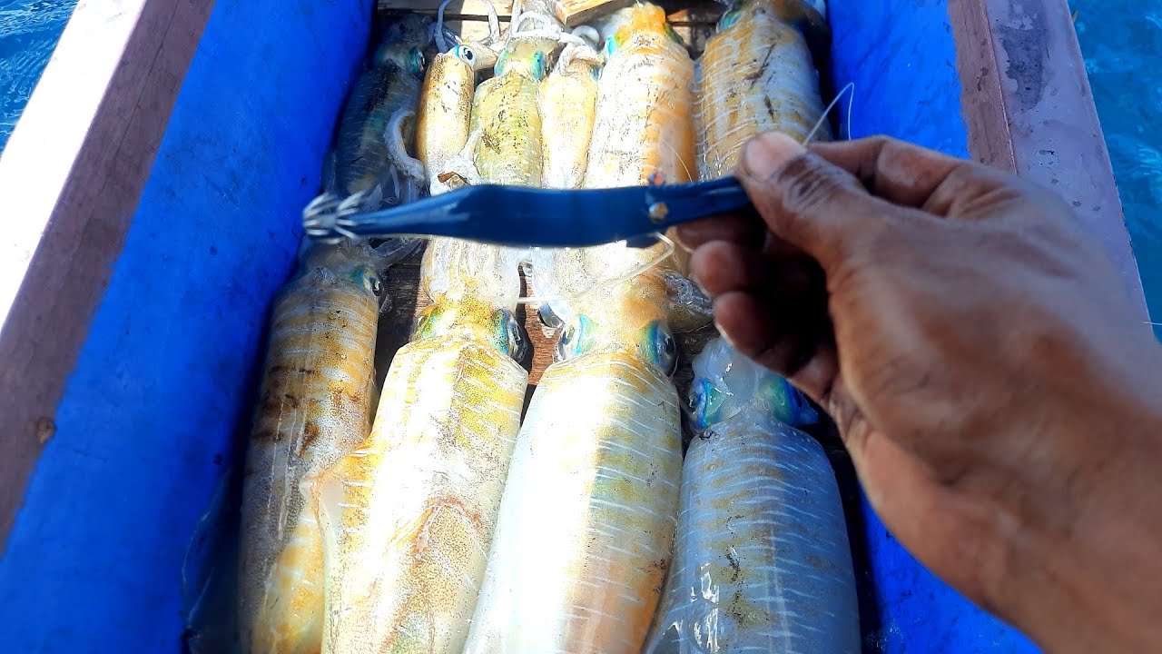 Gara-Gara Pakai Umpan Cumi Ini !! Selalu Di Sambar Cumi Babon